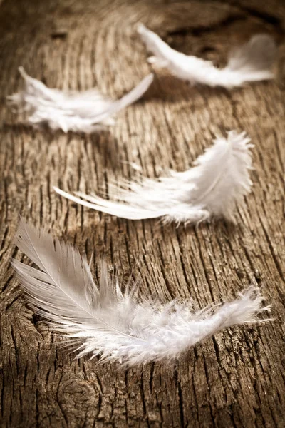 Feather on old wood desk — Stok Foto