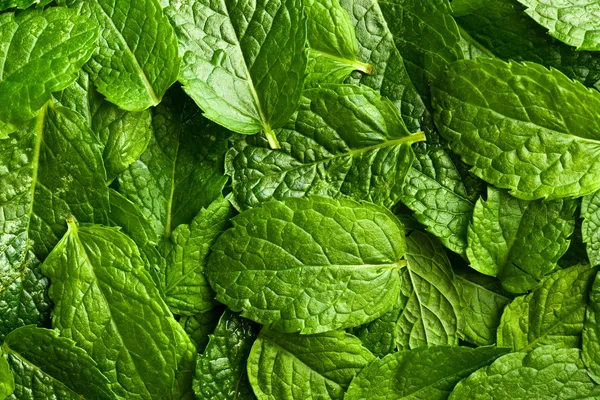 fresh mint leaves — 图库照片 #11874491