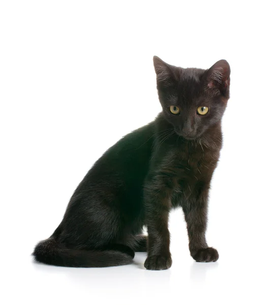Černá kočička — Stock fotografie