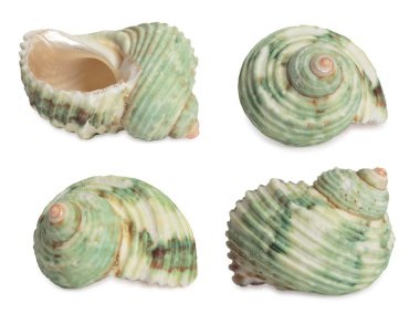 Set of sea shells. clipart