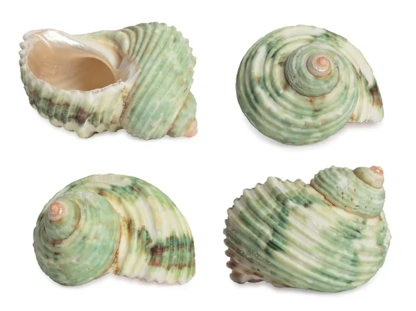 Set of sea shells. — Stock Photo, Image