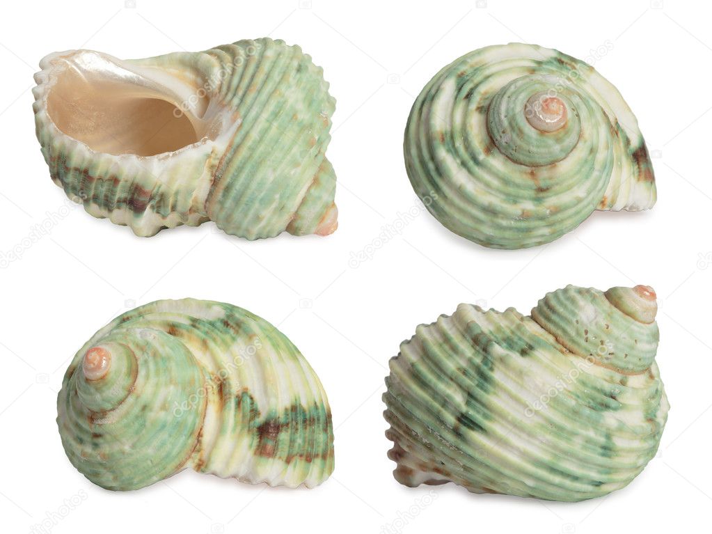 Set of sea shells.