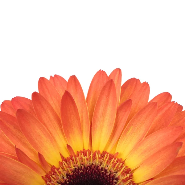 Macro photo of gerber flower. — Stock Photo, Image