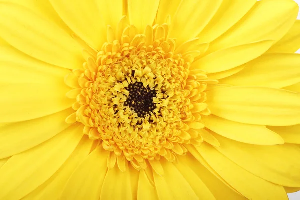 Macro foto de flor de gerber — Fotografia de Stock