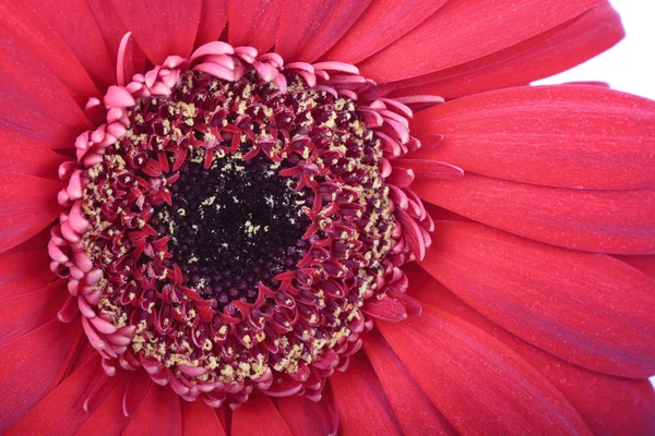 거 버 꽃의 매크로 사진 — 스톡 사진