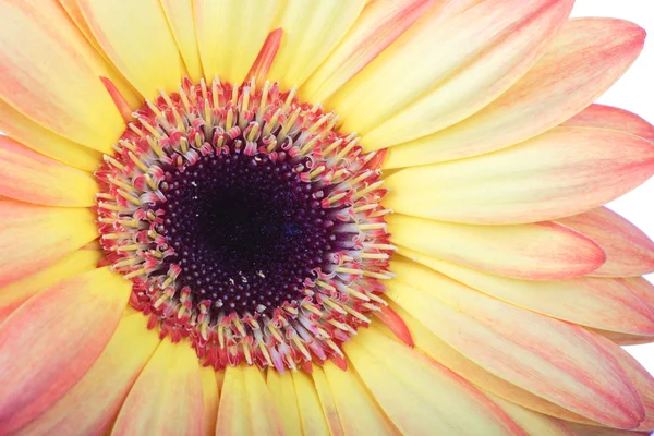 Makro fotografii gerber květ — Stock fotografie