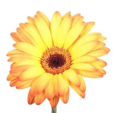 gerbera çiçek.