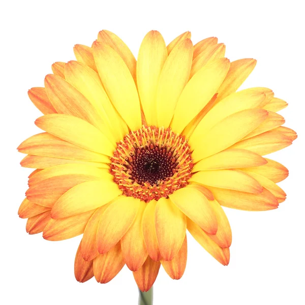 Gerbera květina. — Stock fotografie
