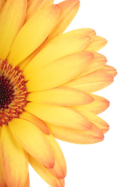 Gerbera flower. — Stock Photo, Image