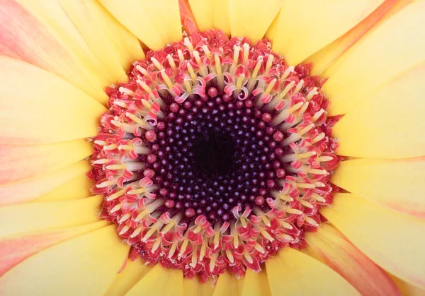 Gerbera květina. — Stock fotografie