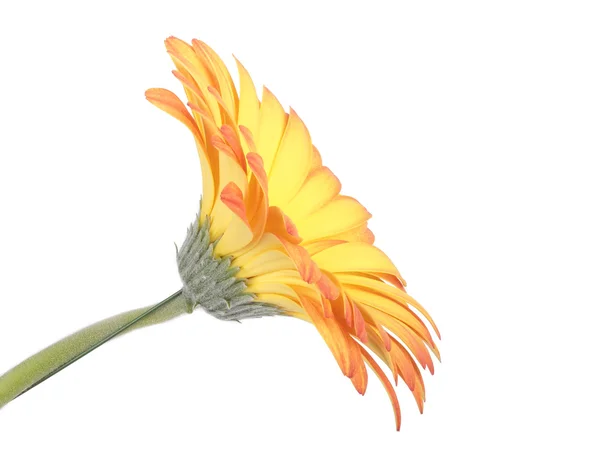 Flor de gerbera . — Fotografia de Stock