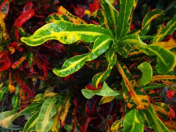 Fond des plantes tropicales — Photo