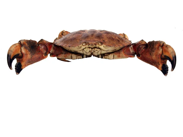 Crabe des pierres - vivez de près — Photo