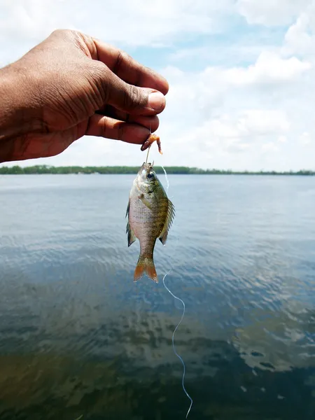 小さな魚 — ストック写真