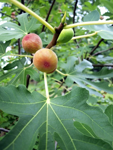 stock image Figs in tree