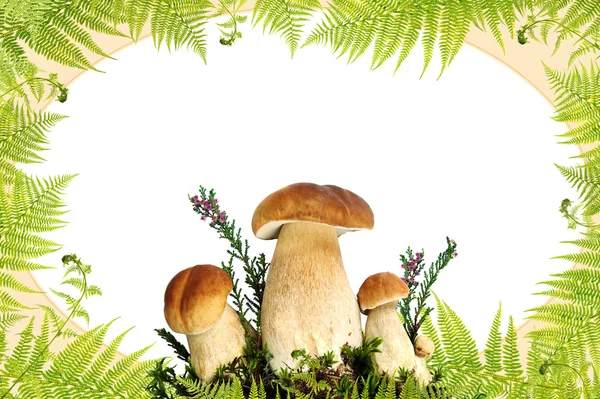 버섯과 고 사리 테두리 — 스톡 사진