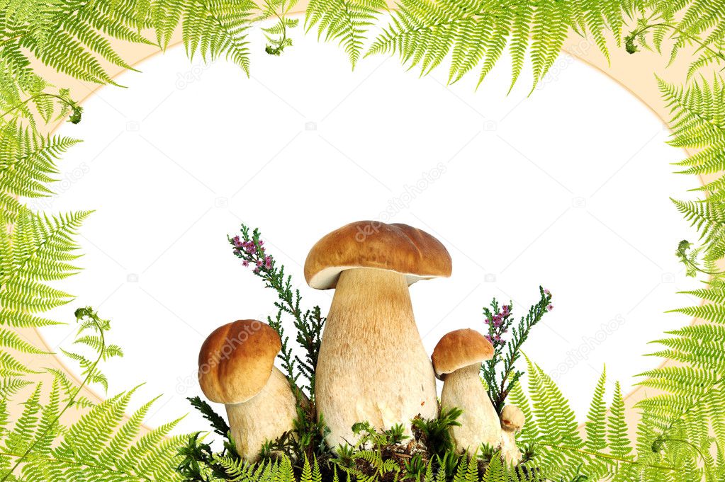 Mushroom and fern border