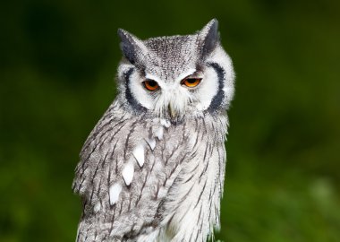 Grey owl perched with green blurred background clipart