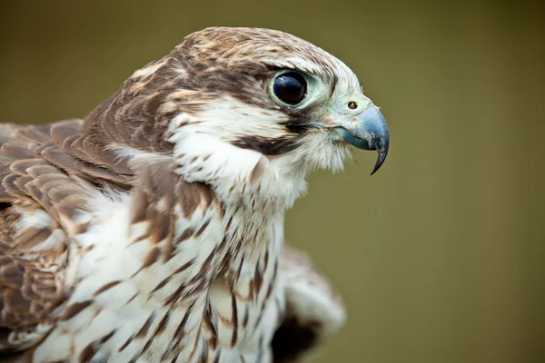 Bird of prey falcon close up — Stock Photo, Image