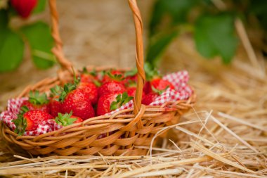 Strawberries in a wicker basket clipart