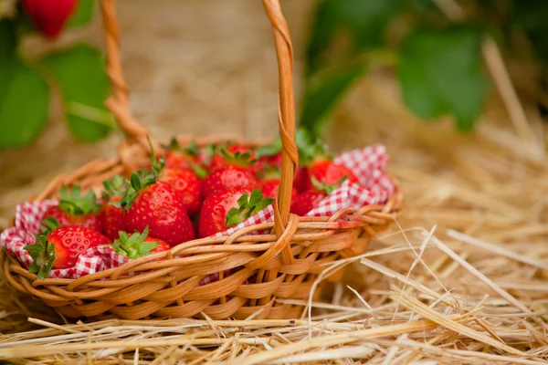 Aardbeien in een rieten mand — Stockfoto