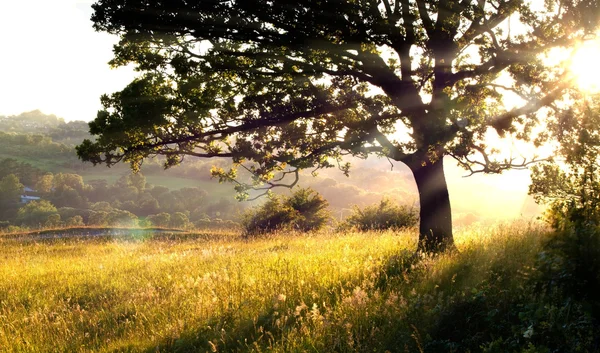 Lunga erba e albero nella luce del mattino — Foto Stock
