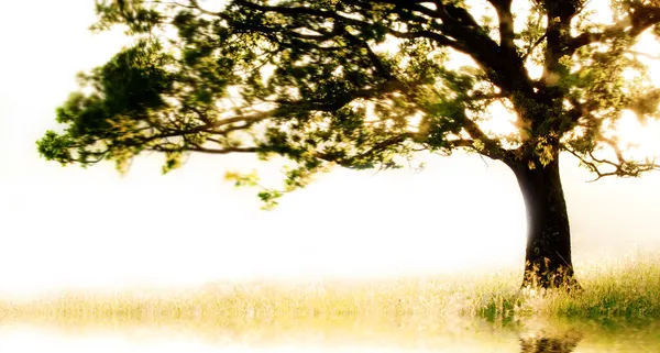 Single tree in motion with copy space — Stock Photo, Image