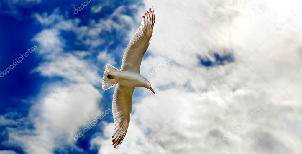 Seagul gliding in flight close up