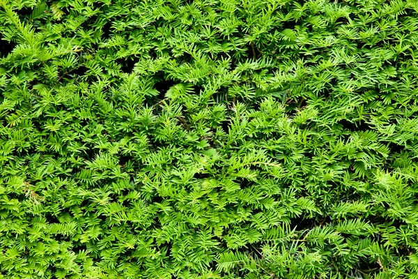 Yew bush close up background — Stock Photo, Image