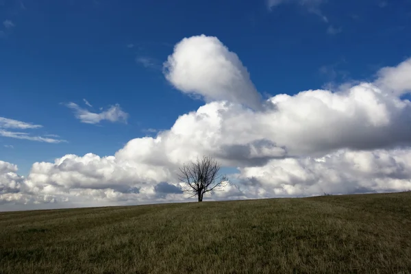 孤树 — 图库照片