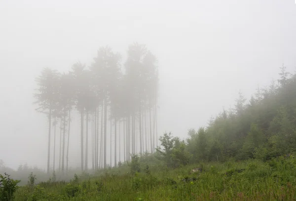 Floresta em um nevoeiro — Fotografia de Stock