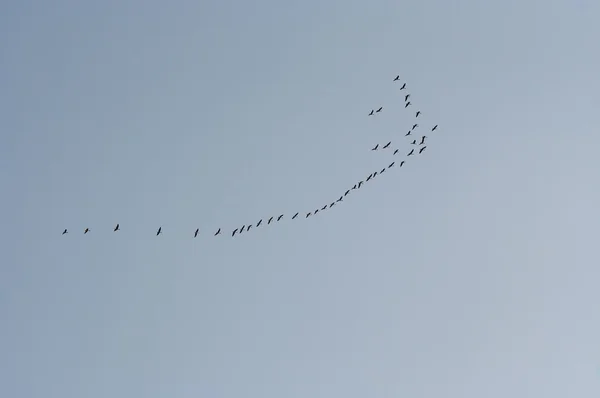Manada de gansos voladores — Foto de Stock