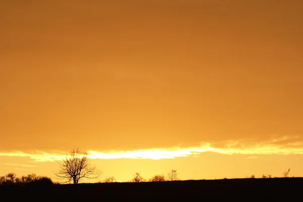Осінній захід сонця з соляним деревом — стокове фото