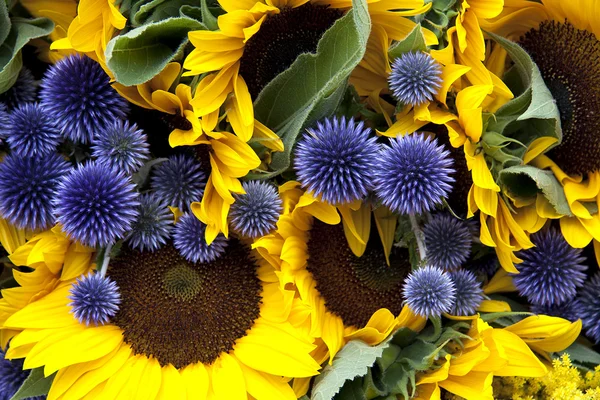 Allium und Sonnenblumen — Stockfoto
