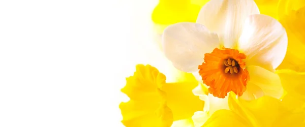 Daffodils com espaço de cópia — Fotografia de Stock