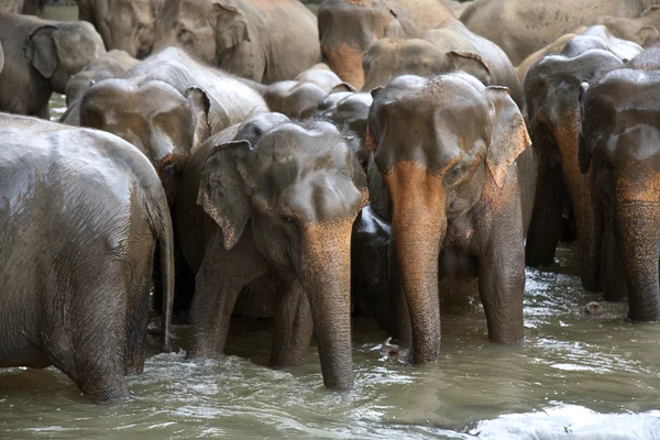 象群在河中 — 图库照片