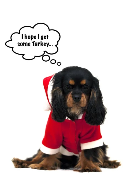 Marmaduke hoopt voor kerstdiner — Stockfoto