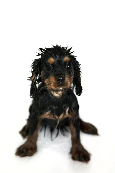 子犬の入浴 — ストック写真