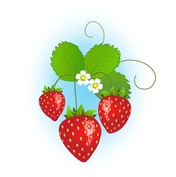 Strawberry plant — Stock Vector