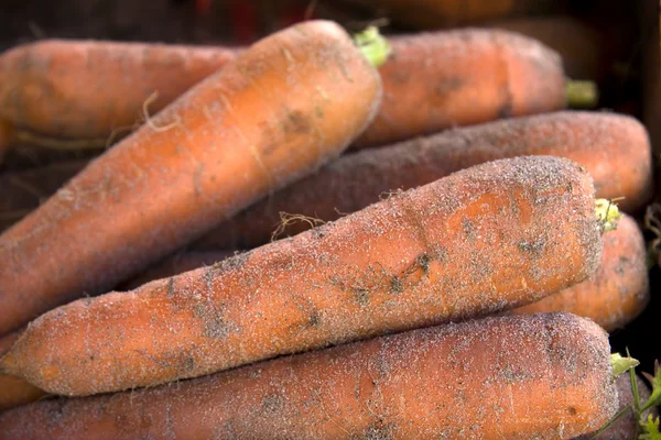Свіжі витягнув морква — стокове фото