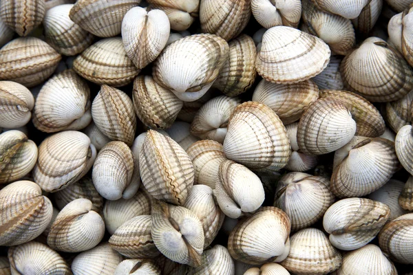 Cockle shell background — Stock Photo, Image