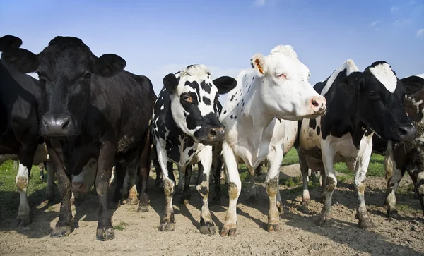 Banda de vacas — Foto de Stock