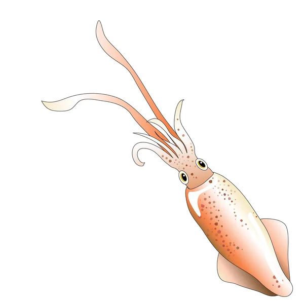 Calamari. — Vettoriale Stock