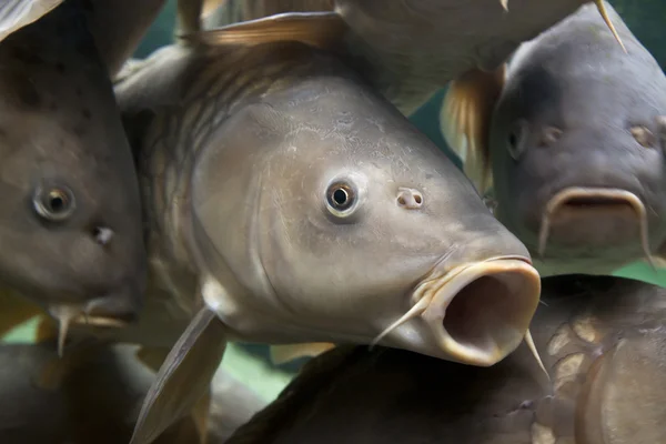 Stock image Carp crowd