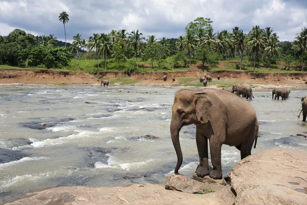 stock image Elephants