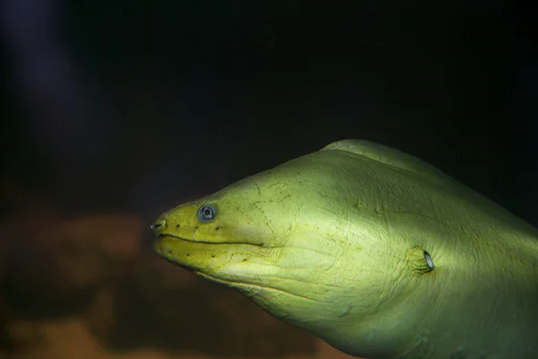 Moray anguila verde — Foto de Stock