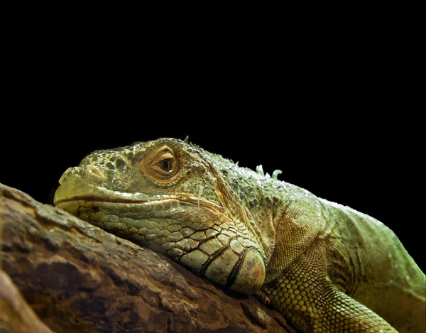 鬣鳞蜥 — 图库照片
