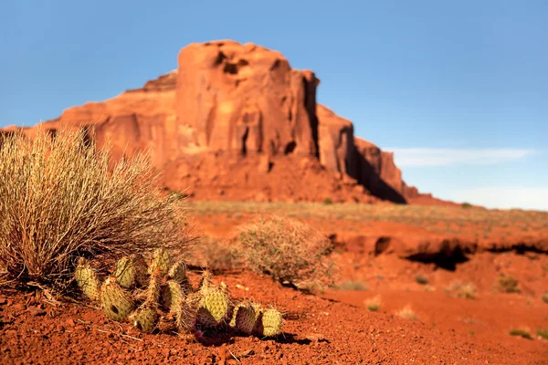 Cactus di Monument valley — Foto Stock