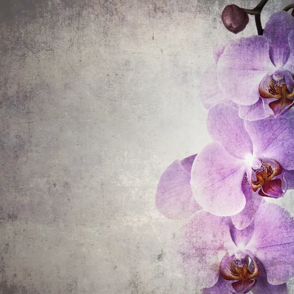 Orchidee, jahrgang — Stockfoto