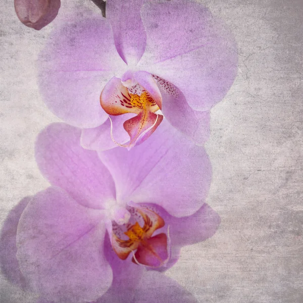 Ročník orchidbud, staré, art, stránky, věku, žíly, růžová, stonek, drsné a špinavé, okvětní, skvrny, bloom, flora, stárnutí, retro, sépie, rostlin, papír, styl, květinové, orchidej, květina, studio, design, výstřední, efekt, g — Stock fotografie